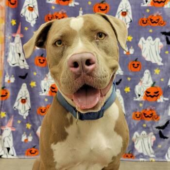 Toffee -  Pit Bull Terrier Dog for Adoption in Alpine, Texas - Toffee | PetCurious