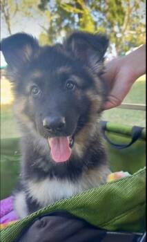 Annika -  German Shepherd Dog Dog for Adoption in Palo Alto, California - Annika | PetCurious