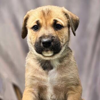 Shepherd and Boxer Dogs Available for Adoption in San Diego, California - Chicago Pup - White Sox | PetCurious