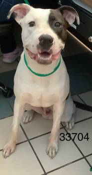 Rescue Pit Bull Terrier and Mixed Breed Dogs for Adoption in Largo, Florida - S`mores | PetCurious