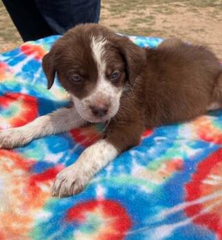 Cherry -  Cattle Dog Dog Available for Adoption in Temple, Texas - Cherry | PetCurious