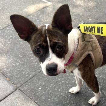 Mylie -  Boston Terrier Dog for Adoption - Mylie | PetCurious