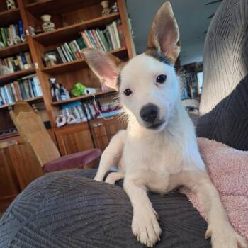 Jack Russell Terrier and Rat Terrier Dogs Available for Adoption in Albert Lea, Minnesota - Ponyboy | PetCurious