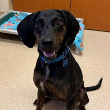Emery -  Coonhound and Hound Dog for Adoption in Kanab, Utah - Emery | PetCurious