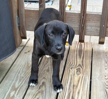 Rescue Mixed Breed Dogs for Adoption in Orland Park, Illinois - Blaze | PetCurious