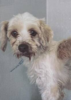 Cecelia -  Havanese Dog for Adoption in Fort Madison, Iowa - Cecelia | PetCurious