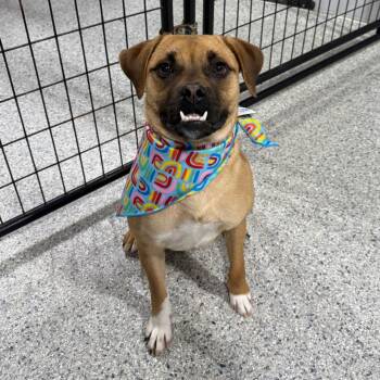 Pug and Chihuahua Dogs Available for Adoption - Gwendolyn | PetCurious