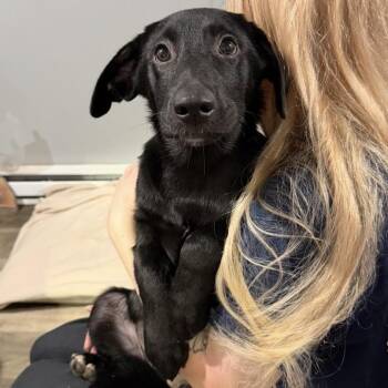Opal -  Black Labrador Retriever and Mixed Breed Dog for Adoption in Wappingers Falls, New York - Opal | PetCurious