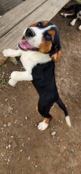 PEBBLE 238-26 -  Australian Shepherd and Beagle Dog for Adoption in Cambridge, Ohio - PEBBLE 238-26 | PetCurious