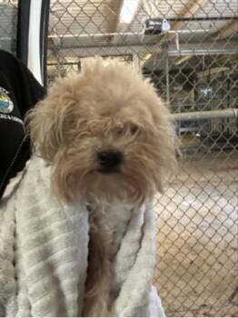 Mixed Breed Dogs Available for Adoption in West Palm Beach, Florida - MILES | PetCurious