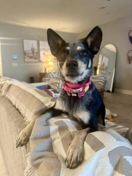 Rufus -  Australian Cattle Dog Blue Heeler Dog for Adoption in Las Vegas, Nevada - Rufus | PetCurious