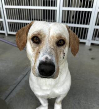 Barbie -  Basset Hound and Labrador Retriever Dog for Adoption in Washington, District Of Columbia - Barbie | PetCurious