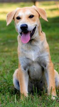 Rescue Yellow Labrador Retriever Dogs for Adoption in Franklin, Tennessee - PUPPY GABRIEL | PetCurious
