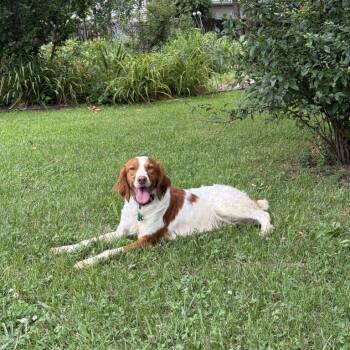 LUCY 20044238 AR -  Brittany Spaniel Dog for Adoption in Sugar Grove, Illinois - LUCY 20044238 AR | PetCurious