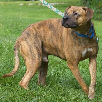 Hudson -  Plott Hound and Mixed Breed Dog for Adoption in South Elgin, Illinois - Hudson | PetCurious