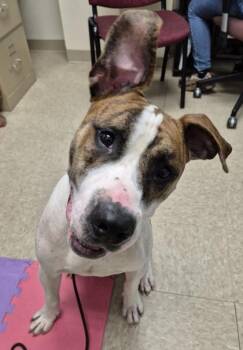 Wall-E -  Mixed Breed Dog for Adoption in Hamilton, Ohio - Wall-E | PetCurious