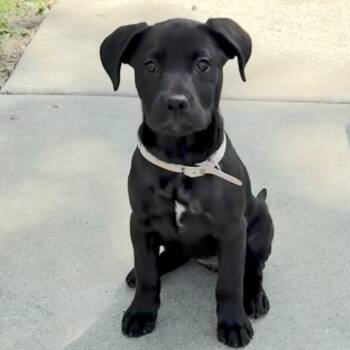 Labrador Retriever and Plott Hound Dogs Available for Adoption in Libertyville, Illinois - Luna | PetCurious