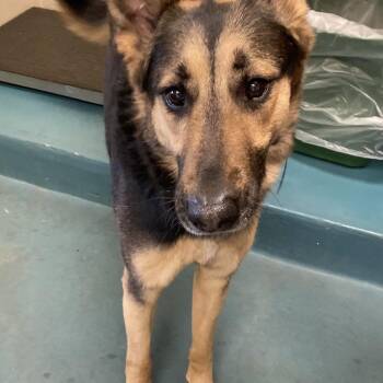 Rezkin -  Mixed Breed Dog for Adoption in Memphis, Tennessee - Rezkin | PetCurious