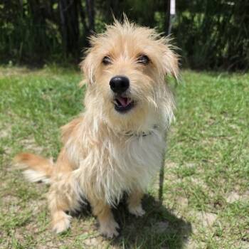 Cookie Lynn -  Wirehaired Terrier Dog for Adoption in Foley, Alabama - Cookie Lynn | PetCurious