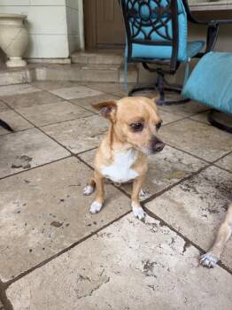 Sedona -  Chihuahua Dog for Adoption in Richmond, Texas - Sedona | PetCurious