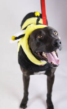 Rescue Labrador Retriever Dogs for Adoption in Florence, Arizona - Niko | PetCurious