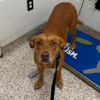 Mixed Breed Dogs Available for Adoption in Auburn, Alabama - Lily | PetCurious