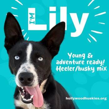 Lily -  Australian Cattle Dog Blue Heeler and Husky Dog for Adoption in Los Angeles, California - Lily | PetCurious