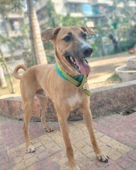 German Shepherd Dog and Saluki Dogs Available for Adoption in Palos Heights, Illinois - Chester | PetCurious