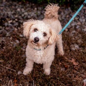 Rocky -  Bichon Frise Dog for Adoption in Brockton, Massachusetts - Rocky | PetCurious