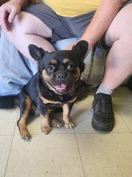 Wednesday -  French Bulldog Dog for Adoption in Peru, Illinois - Wednesday | PetCurious