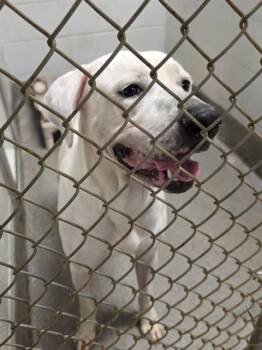 WILBUR -  Labrador Retriever and Mixed Breed Dog for Adoption - WILBUR | PetCurious