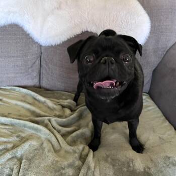 Pug Dogs Available for Adoption - Rylee | PetCurious
