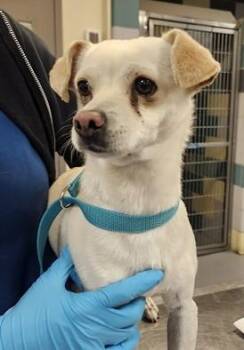 Chiweenie Dogs Available for Adoption in Las Vegas, Nevada - Finn | PetCurious