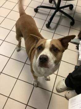 Rescue Mixed Breed Dogs for Adoption in Largo, Florida - Rollo | PetCurious