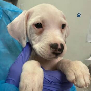 Mixed Breed Dogs Available for Adoption - Cassandra | PetCurious