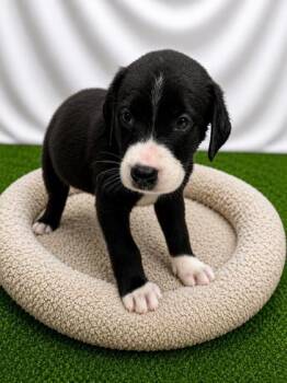 ParisParker -  Mixed Breed Dog for Adoption in Covington, Louisiana - ParisParker | PetCurious