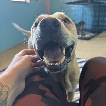 Rescue Yellow Labrador Retriever Dogs for Adoption in Lorida, Florida - Chance | PetCurious