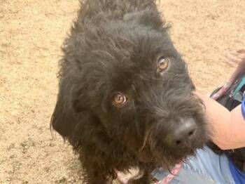 Carson -  Mixed Breed Dog for Adoption in Georgetown, Texas - Carson | PetCurious