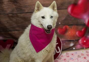Siberian Husky Dogs Available for Adoption - BUTTON | PetCurious
