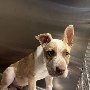 Mixed Breed Dogs Available for Adoption in Columbus, Georgia - Koa | PetCurious