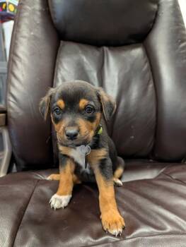 Zing -  Rottweiler and Australian Shepherd Dog for Adoption in Carson City, Nevada - Zing | PetCurious