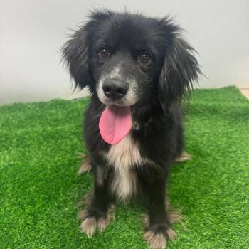 Thomas -  Mixed Breed and None Dog for Adoption in Columbia, Missouri - Thomas | PetCurious