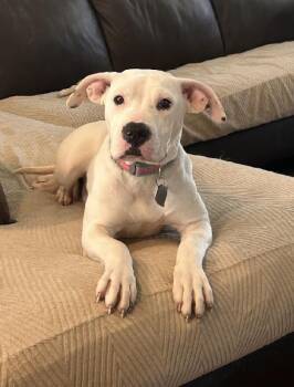 Izzy -  Boxer Dog for Adoption in Aurora, Illinois - Izzy | PetCurious