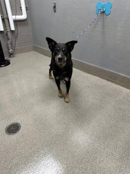 STRAWBELLA -  Australian Cattle Dog Blue Heeler Dog for Adoption in Las Vegas, Nevada - STRAWBELLA | PetCurious