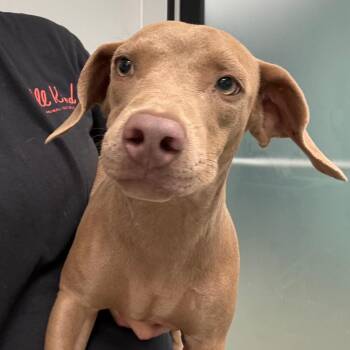 Bourbon -  Dachshund and Mixed Breed Dog for Adoption in Abilene, Texas - Bourbon | PetCurious
