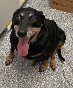 Rescue Hound and Labrador Retriever Dogs for Adoption in Angola, Indiana - Buster | PetCurious