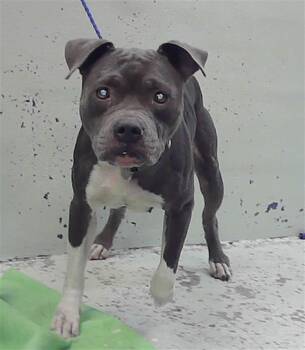 LANDON -  Staffordshire Bull Terrier and Mixed Breed Dog for Adoption in Houston, Texas - LANDON | PetCurious