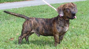 Bane 44137 -  Basset Hound Dog for Adoption in Prattville, Alabama - Bane 44137 | PetCurious