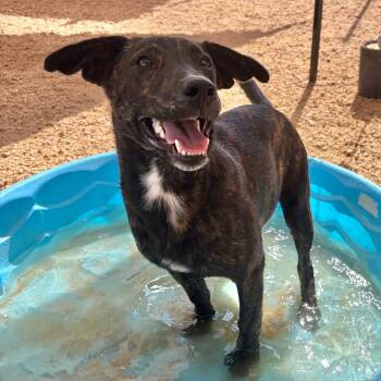 Coco KCAC #765.26 -  Mixed Breed Dog for Adoption in Kerrville, Texas - Coco KCAC #765.26 | PetCurious
