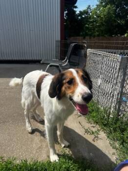 Ghost -  Collie Dog for Adoption in Lexington, Kentucky - Ghost | PetCurious
